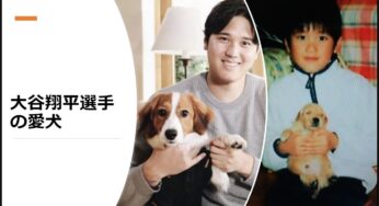 大谷翔平選手の愛犬エースとデコピン！その犬種や特徴、愛情エピソードや平和な日常を紹介！