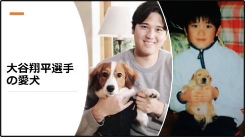 大谷翔平選手の愛犬エースとデコピン！その犬種や特徴、愛情エピソードや平和な日常を紹介！