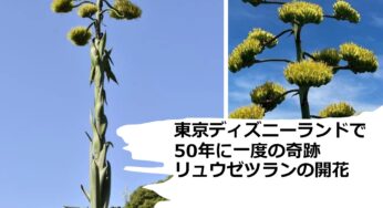 東京ディズニーランドで50年に一度の奇跡：リュウゼツランの開花に感動の声！ 特徴や開花時期など！
