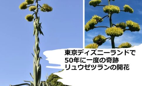 東京ディズニーランドで50年に一度の奇跡：リュウゼツランの開花に感動の声！