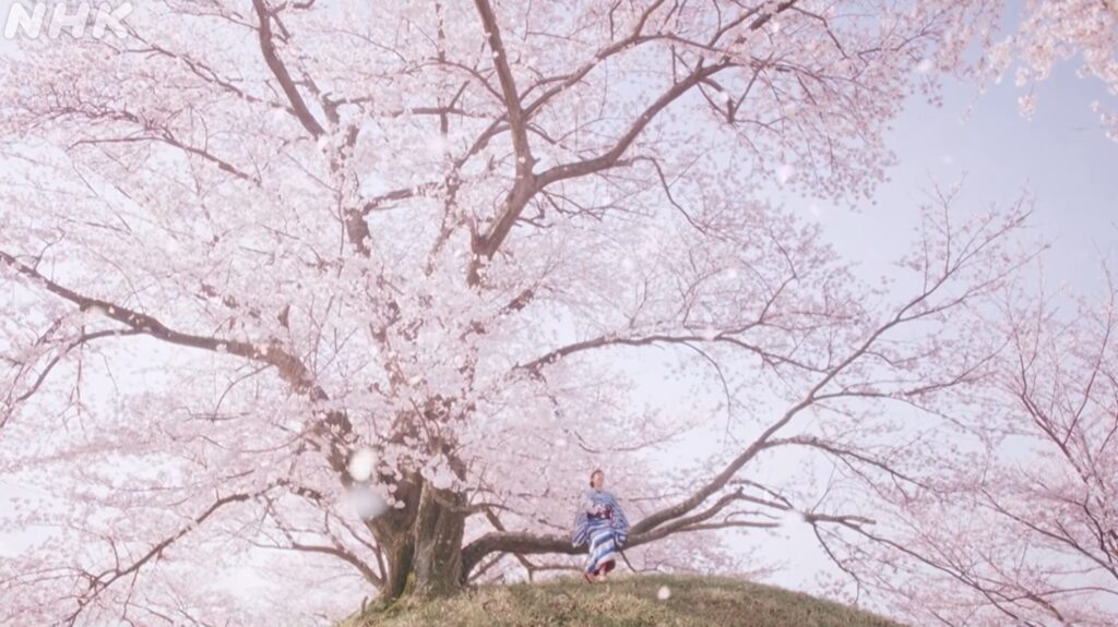 満開の桜の木の下で、青と白の鮮やかなストライプ柄の着物を着た若い女性が、両手を広げて晴れやかな笑顔を見せている場面です。女性の黒い帯には可愛らしい白い花の模様があしらわれています。画面いっぱいに淡いピンク色の桜の花と枝が広がり、ふんわりとした温かく希望に満ちた春の空気が感じられます。左上には薄くNHKのロゴが配置されており、連続テレビ小説のオープニングらしい明るい雰囲気が伝わる一枚です。